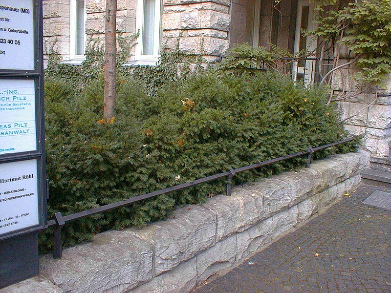 Heckenschnitt Foto 1