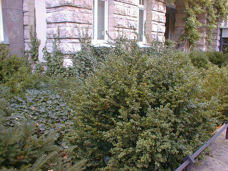 Heckenschnitt Foto 2