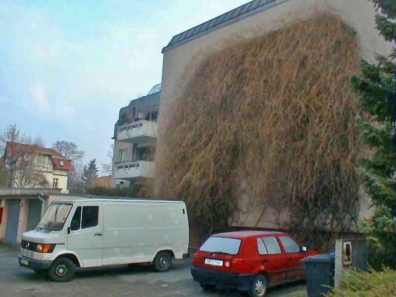 Heckenschnitt Knöterich Foto 01