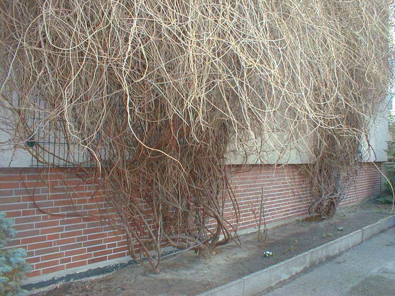 Heckenschnitt Knöterich Foto 04