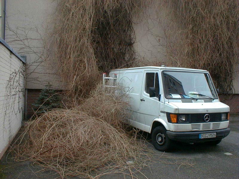 Heckenschnitt Knöterich Foto 06