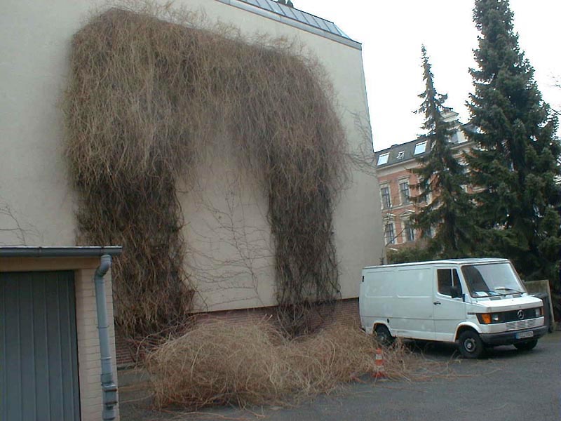 Heckenschnitt Knöterich Foto 09
