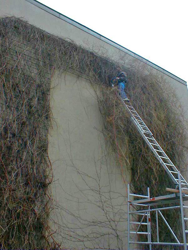 Heckenschnitt Knöterich Foto 15