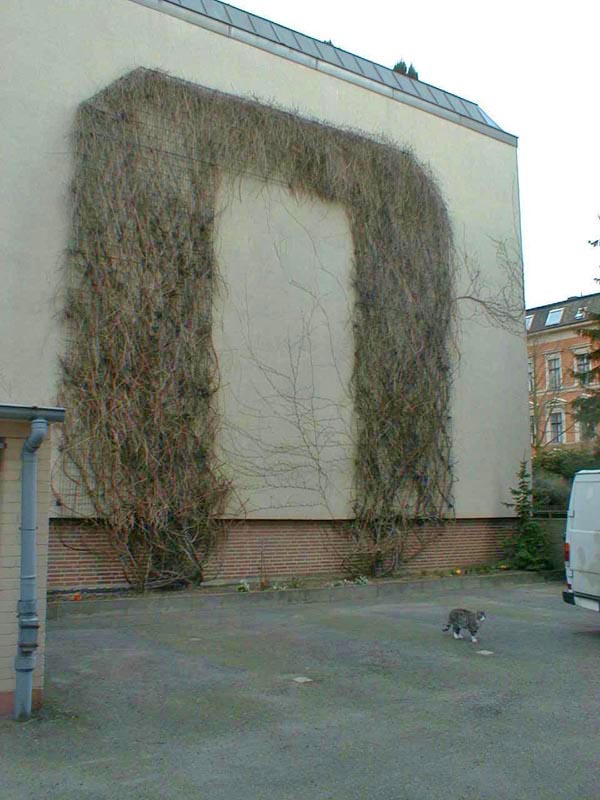 Heckenschnitt Knöterich Foto 19