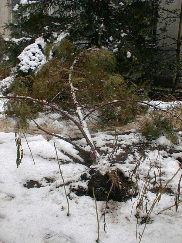 Gruenanlage Sturmschaden Foto 02